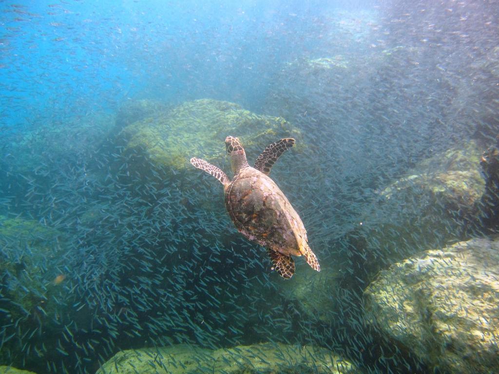 Tamarind Reef Resort Spa & Marina Кристианстед Екстериор снимка